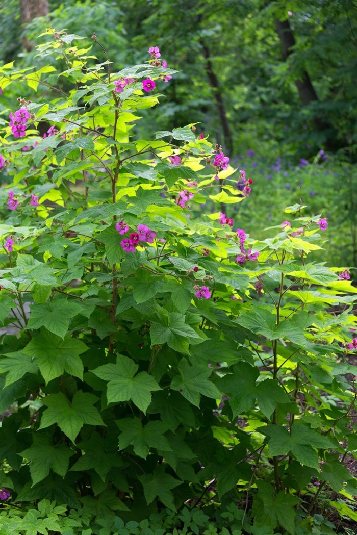 Rubus occidentalis