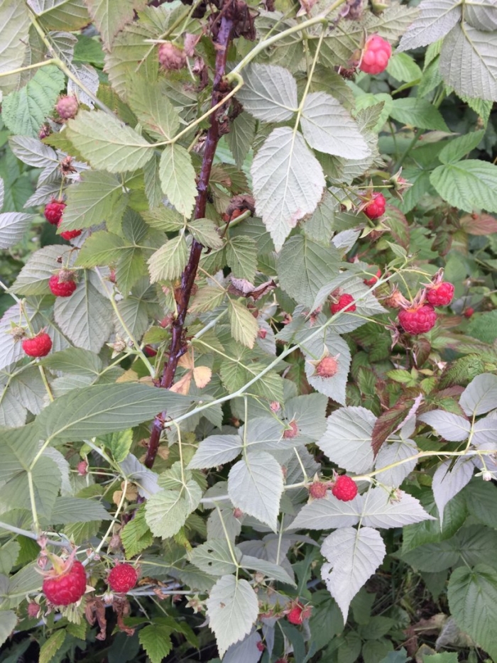 Малина сорт