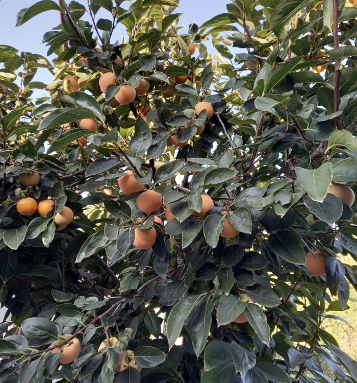 Хурма гора говерла