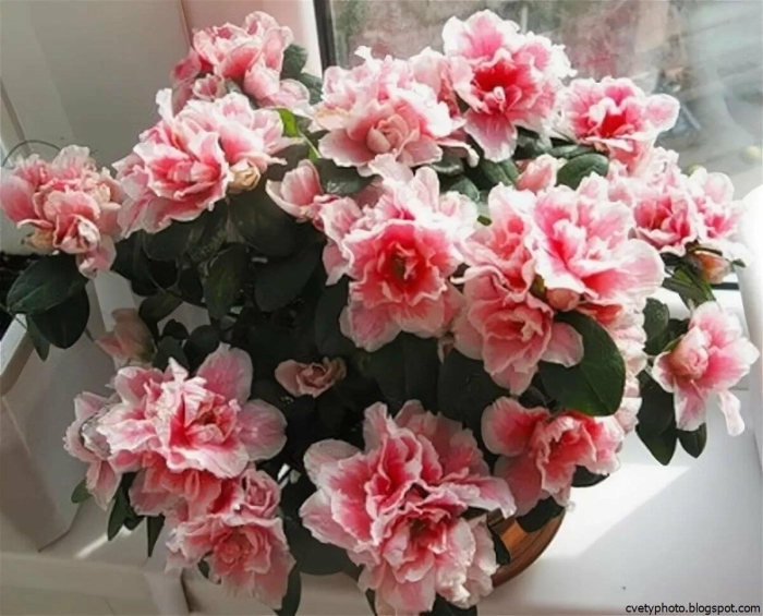 Комнатная азалия