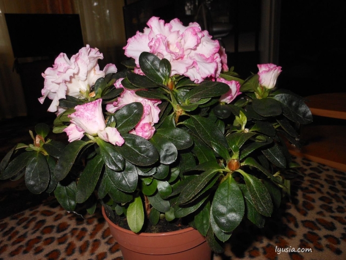 Азалия цветок комнатный