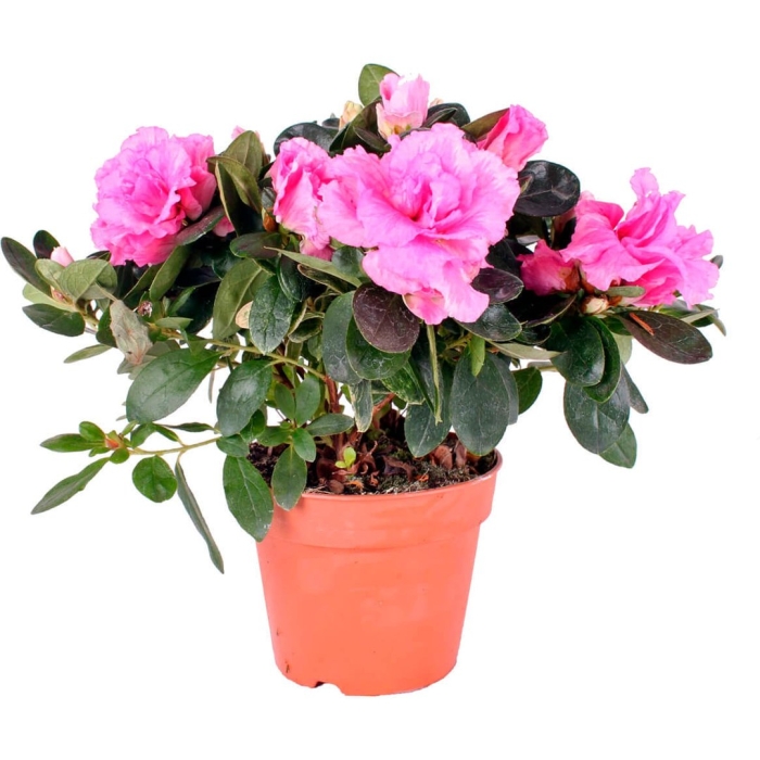 Азалия микс d12