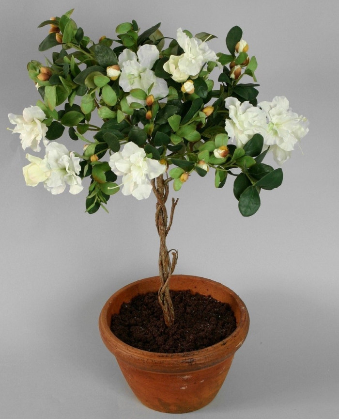 Азалия штамбовая