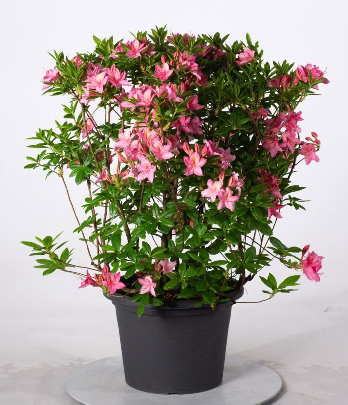 Азалия рододендрон комнатная