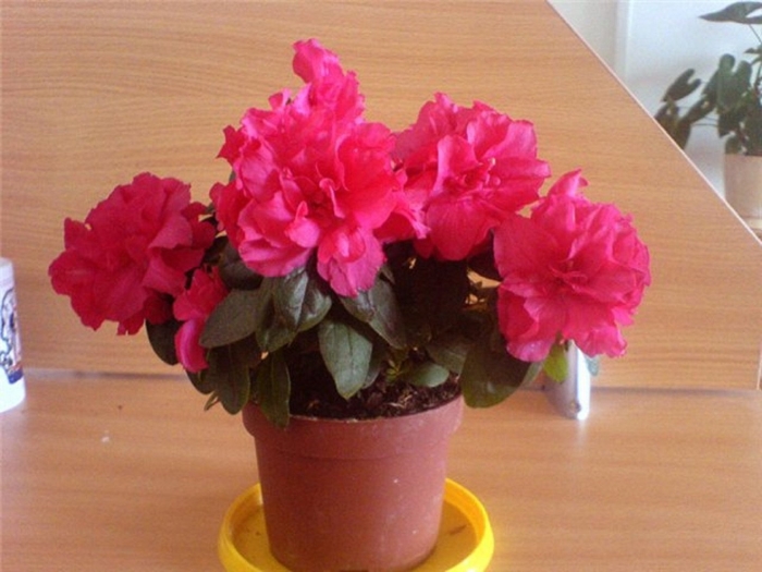 Комнатный цветок азалия