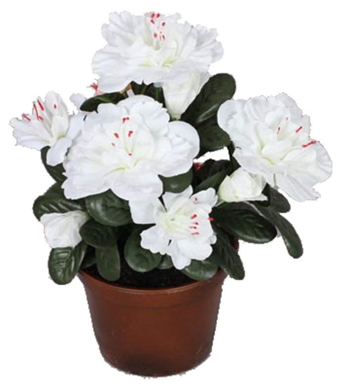 Азалия белая махровая