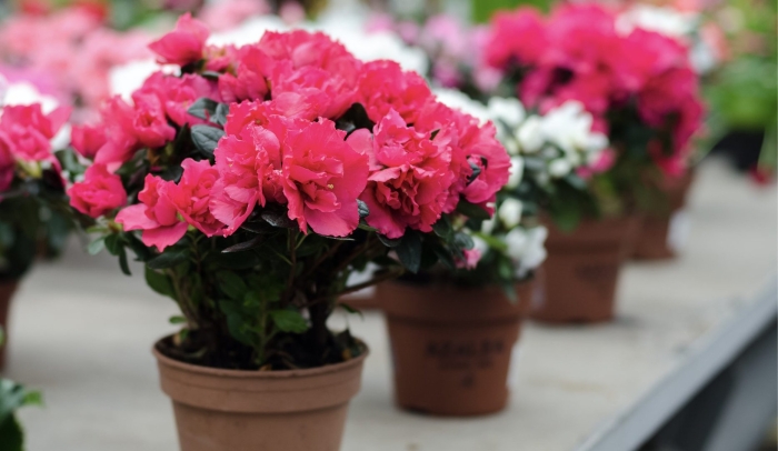 Азалия в горшке