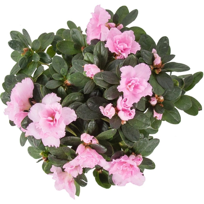 Азалия индика микс