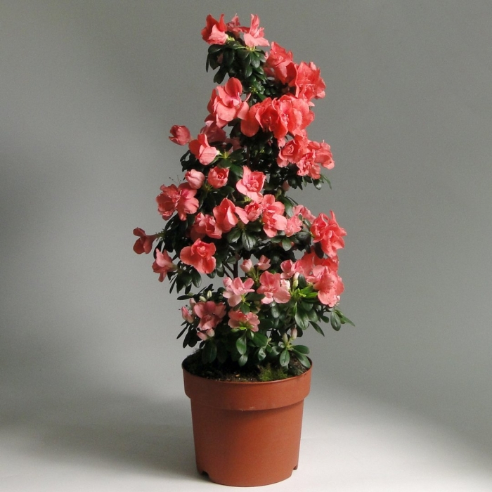 Азалия индика пирамида