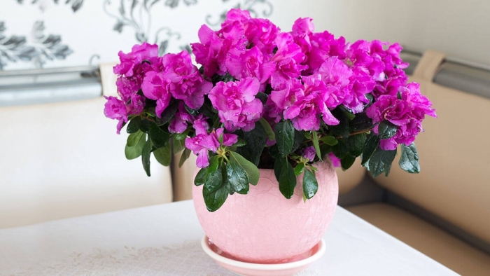 Азалия комнатный цветок