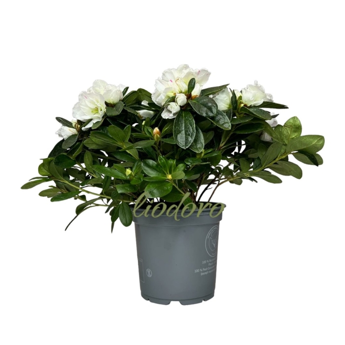 Азалия белая