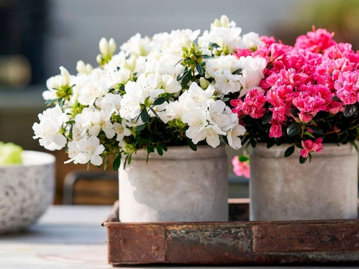 Цветы азалия комнатная