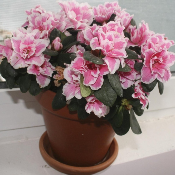 Цветок азалия