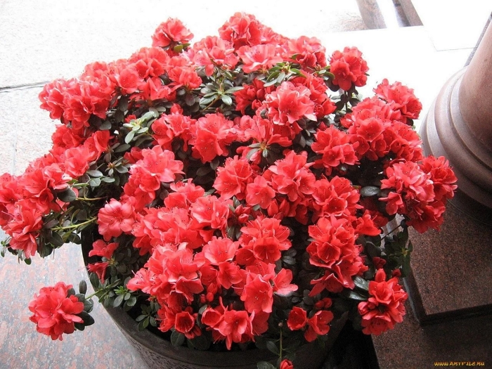 Комнатный цветок азалия