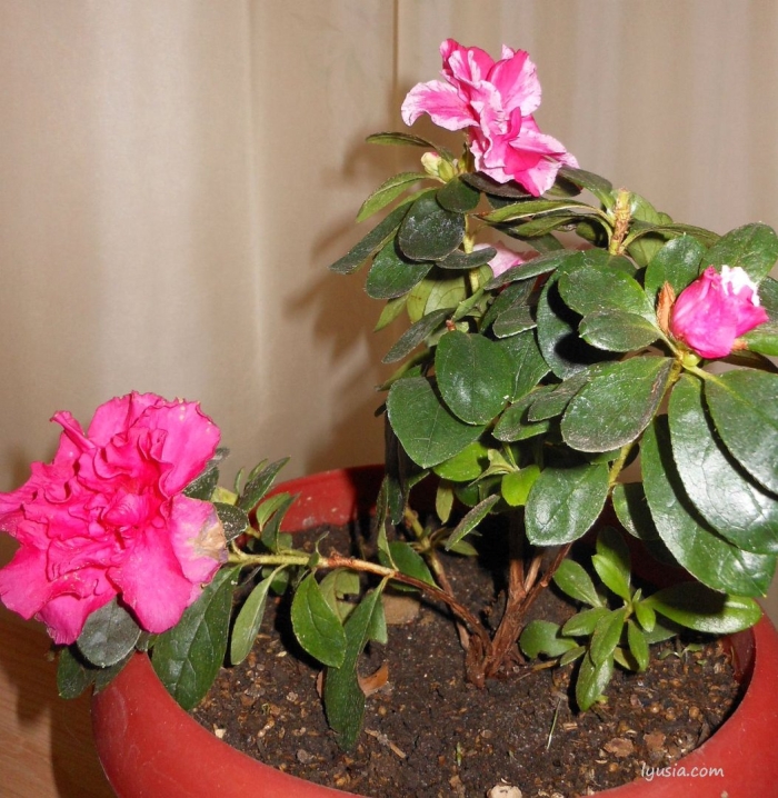 Азалия комнатное растение