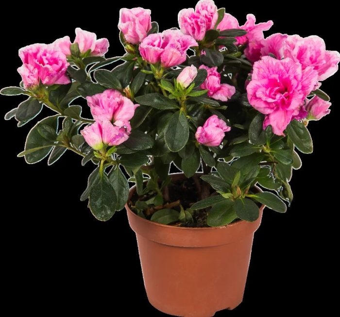 Азалия симси микс