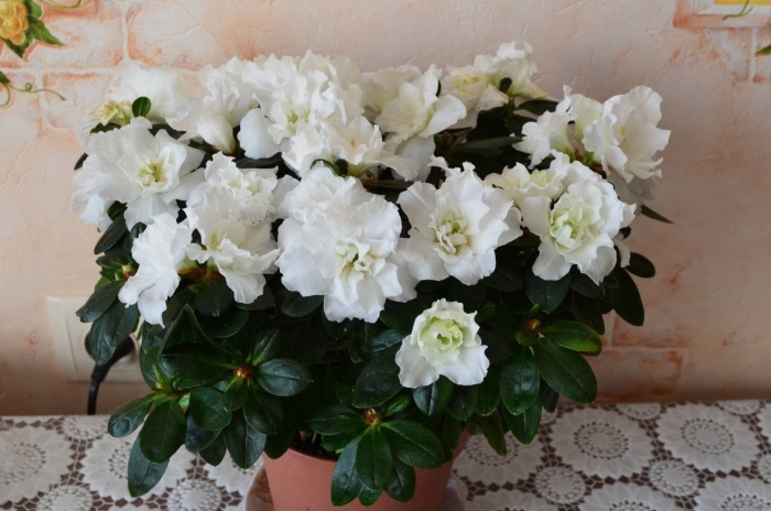 Азалия белая