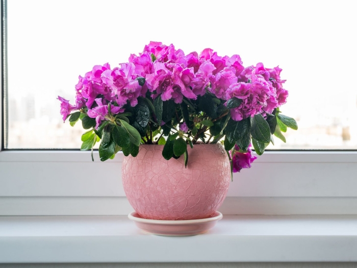 Азалия индика цветок