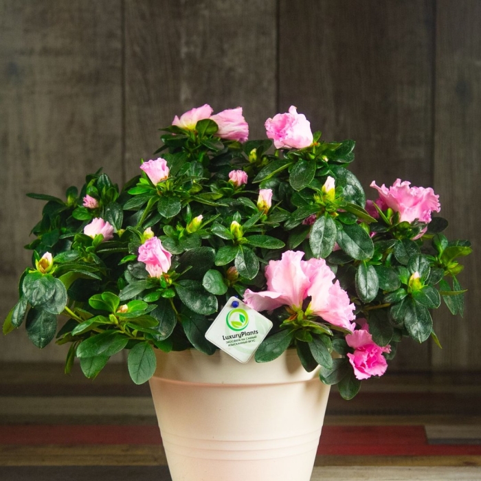 Азалия комнатный цветок