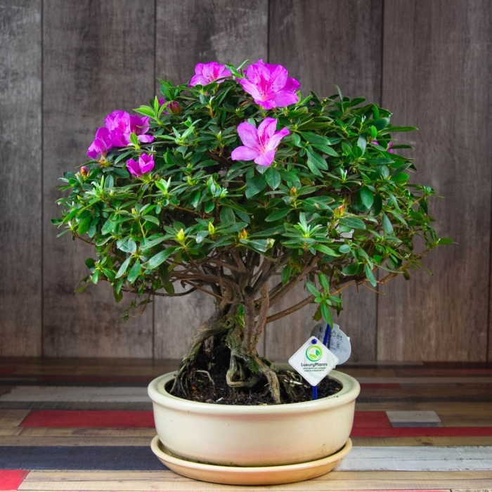 Азалия бонсай