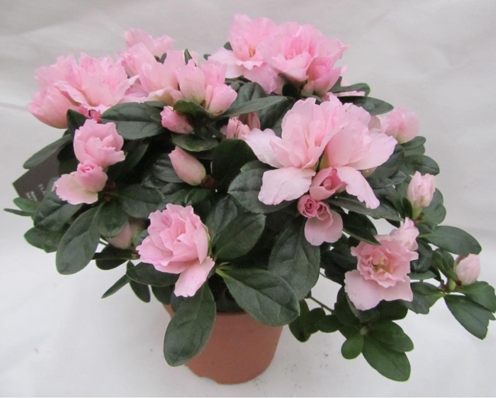 Азалия индика