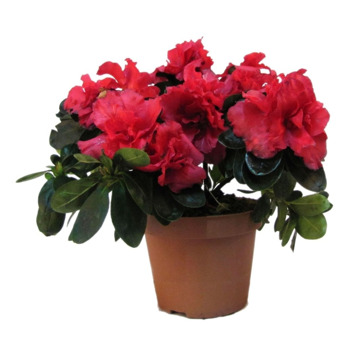 Азалия индика красная