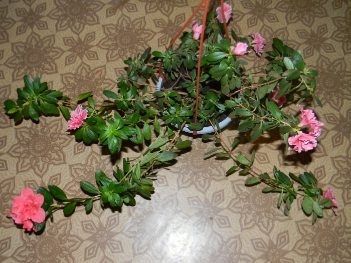 Азалия розовая махровая