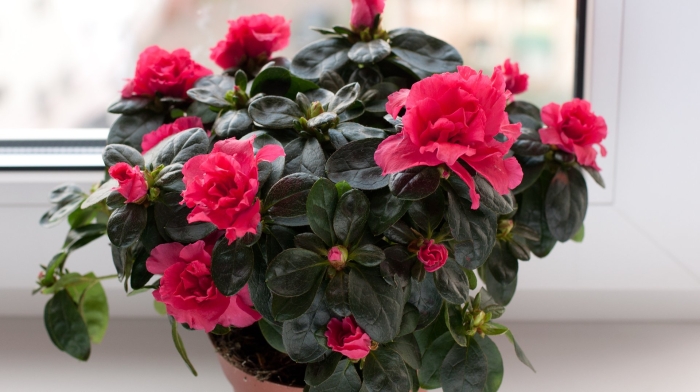 Комнатный цветок азалия