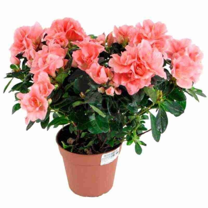 Азалия индика микс