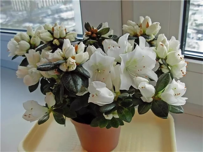 Азалия комнатные растения