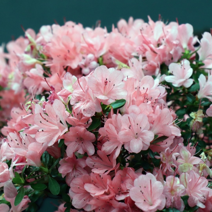 Рододендрон blaauw's pink