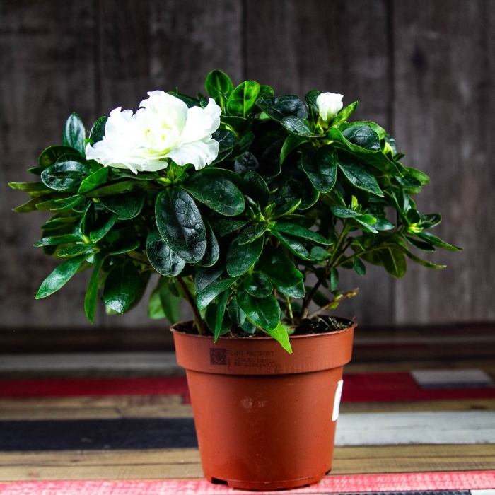 Цветок гардения жасминовидная