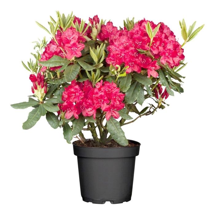 Рододендрон зембла