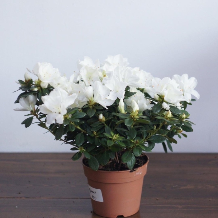 Азалия белая комнатная