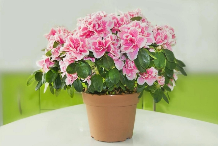 Азалия рододендрон комнатная