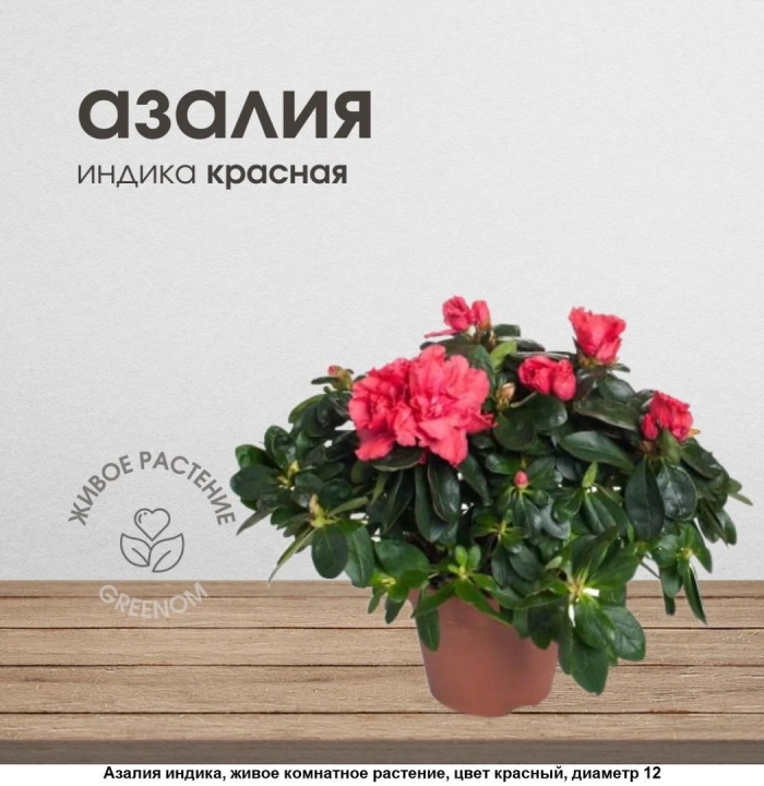 Цветок азалия характеристика