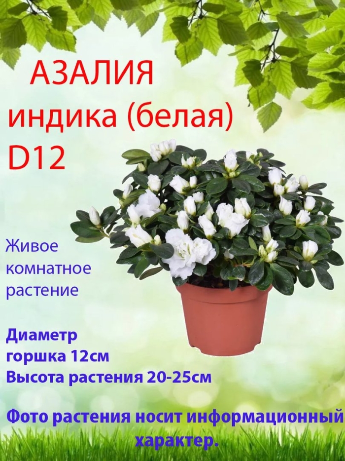 Азалия индика белая