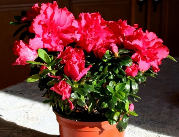 Комнатный цветок азалия