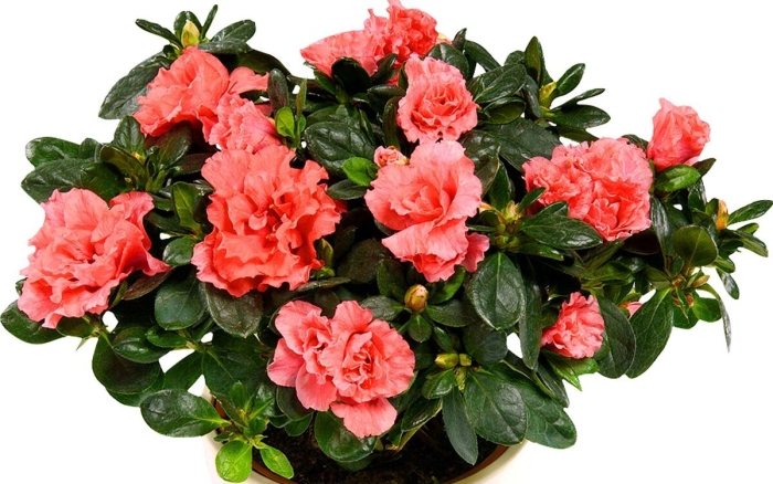 Азалия индика микс