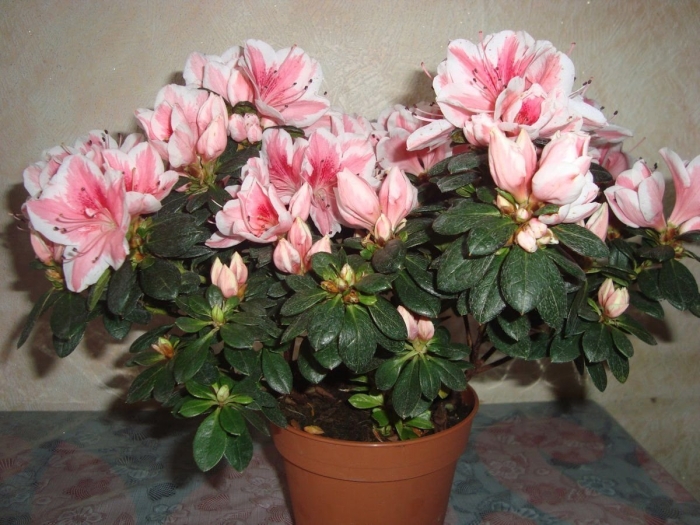 Азалия уход