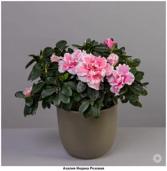 Азалия индика розовая
