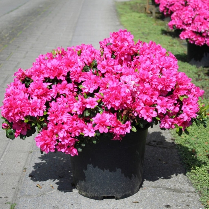 Азалия японская мелина