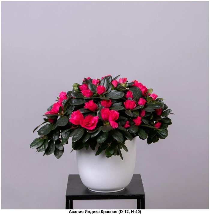 Азалия индика