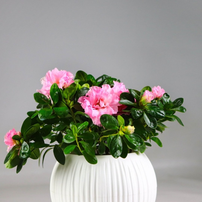 Азалия цветок комнатный