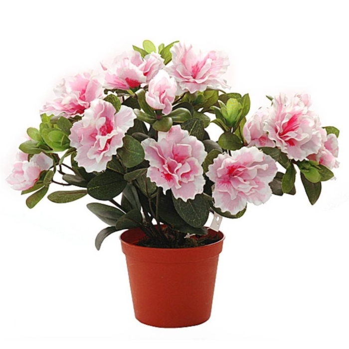 Комнатный цветок азалия