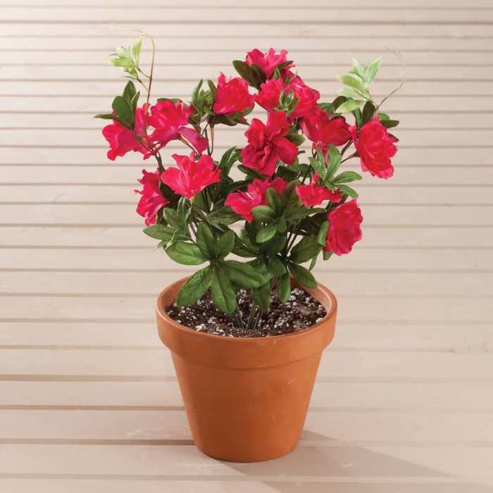 Азалия индика красная