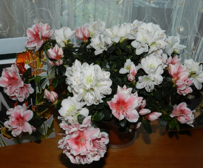 Азалия рододендрон белая