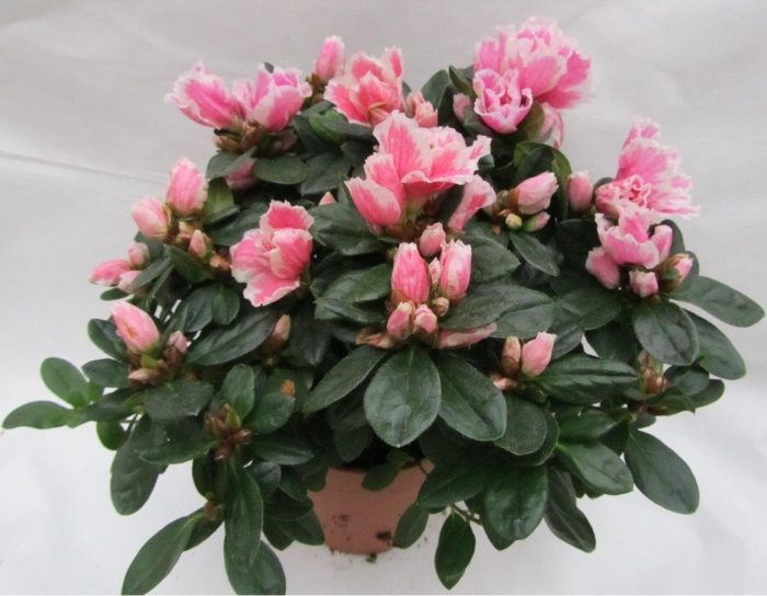 Азалия индика биколор