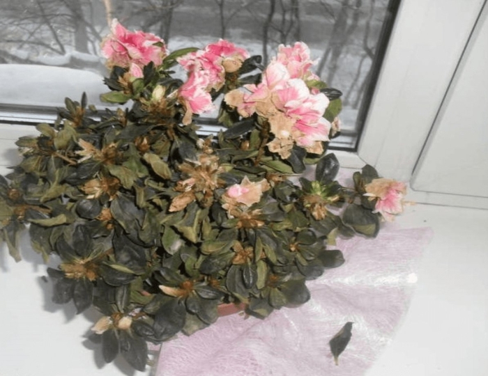 Азалия рододендрон комнатная