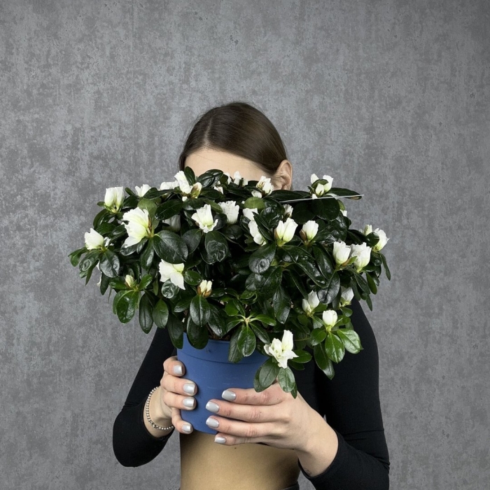 Азалия искусственные цветы